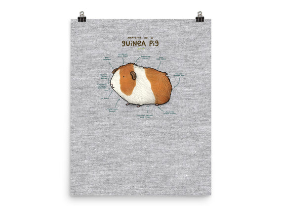 Anatomy of a Guinea Pig