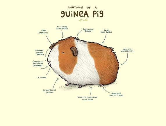Anatomy of a Guinea Pig
