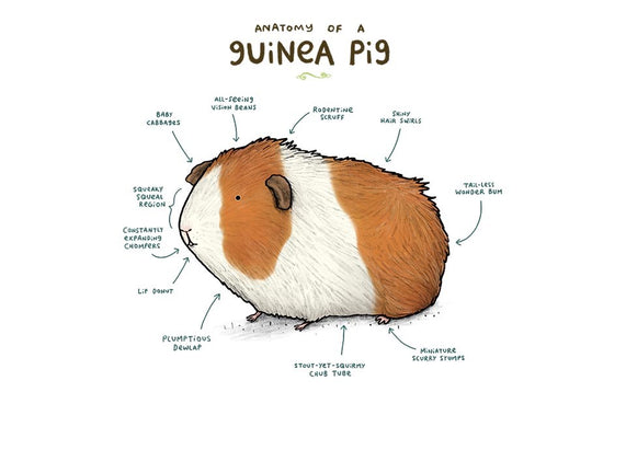 Anatomy of a Guinea Pig
