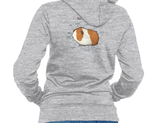 Anatomy of a Guinea Pig