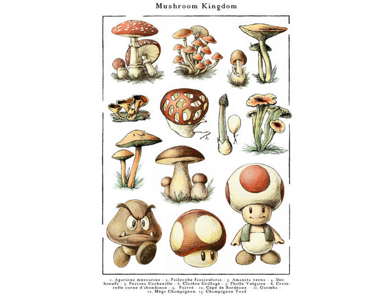 The Mushroom Kingdom