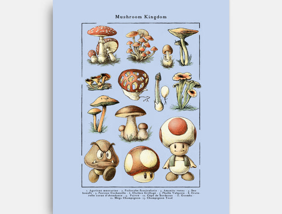 The Mushroom Kingdom