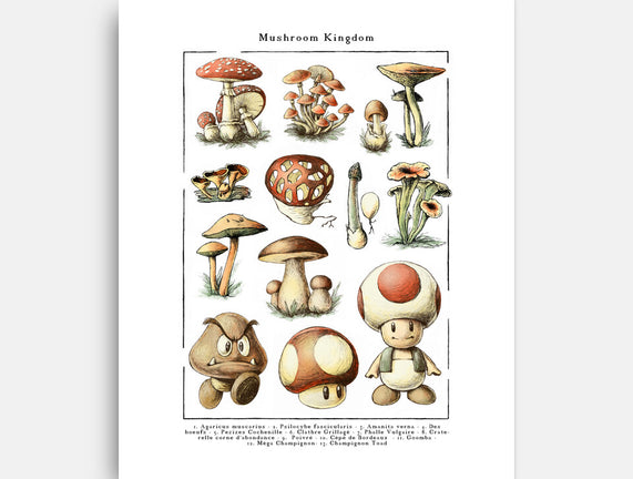 The Mushroom Kingdom