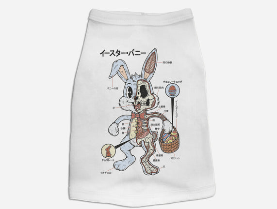 Easter Bunny Anatomy