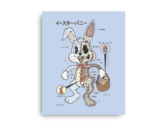 Easter Bunny Anatomy