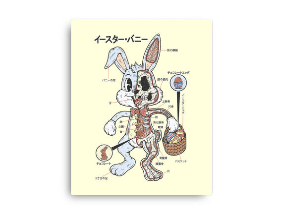 Easter Bunny Anatomy