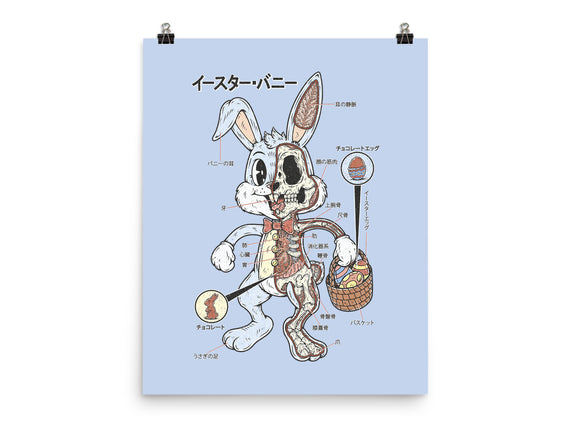 Easter Bunny Anatomy