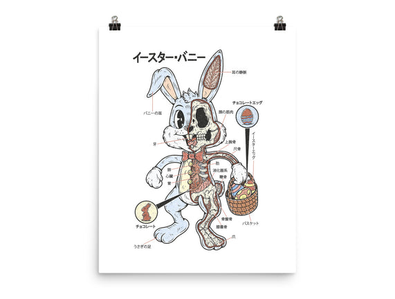 Easter Bunny Anatomy