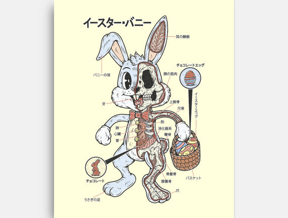 Easter Bunny Anatomy