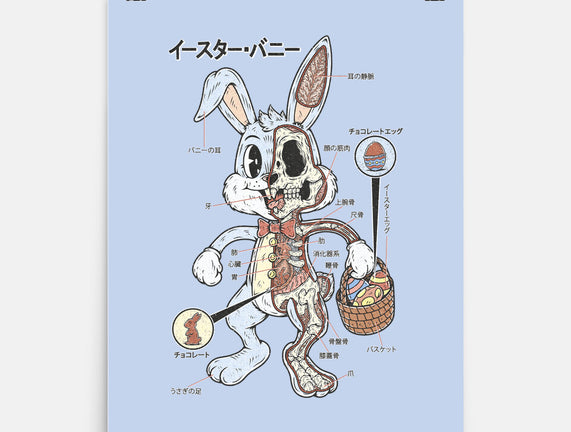 Easter Bunny Anatomy