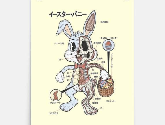 Easter Bunny Anatomy