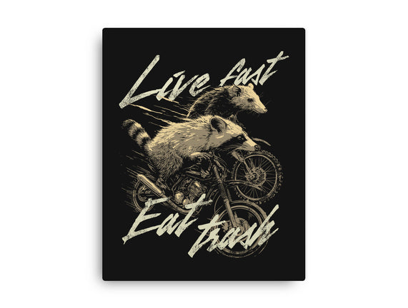 Raccoon Live Fast Eat Trash