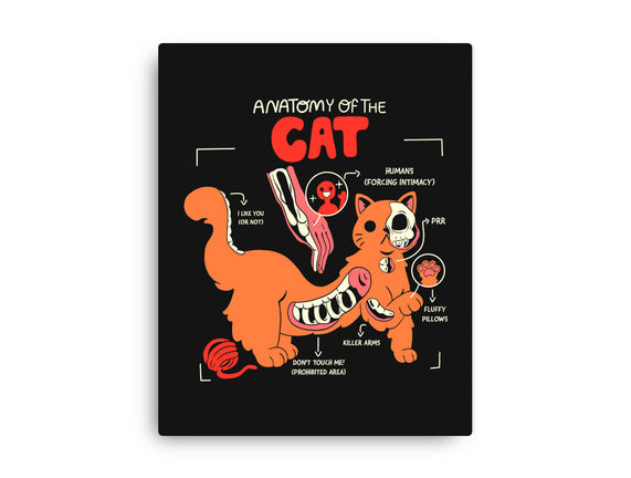 Anatomy Of The Cat