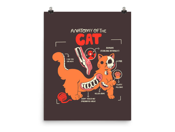 Anatomy Of The Cat