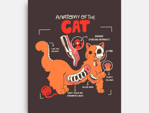 Anatomy Of The Cat