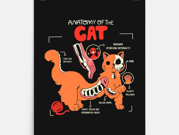 Anatomy Of The Cat