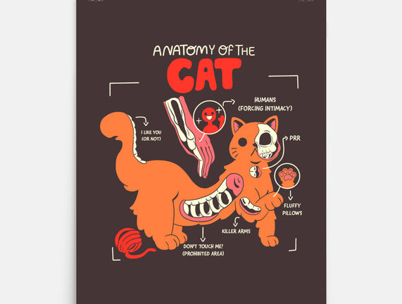 Anatomy Of The Cat