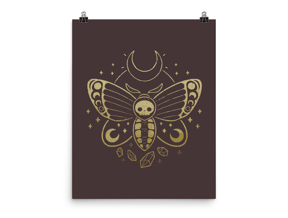 Deaths Head Moth